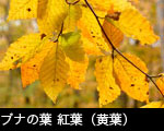 ブナの葉 黄葉、フリー写真素材