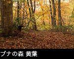 ブナの森林 黄葉 フリー写真素材