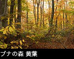 ブナの森 黄葉 、無料写真素材