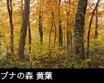 ブナ、ミズナラ落葉高木樹の森林、黄葉・紅葉、無料写真素材