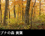 ブナ、ミズナラ落葉高木樹の森林、黄葉・紅葉、無料写真素材