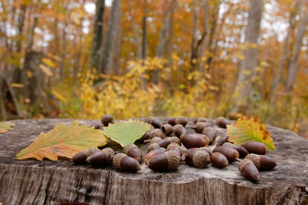 秋・紅葉した落葉樹の森林 切り株の上 多数のドングリ 画像4 無料写真素材 