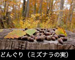 秋、 森の紅葉黄葉、切り株とドングリの実、無料写真素材