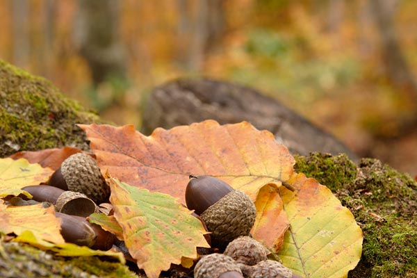 秋・ 地面に落ちたドングリ紅葉した木の葉 森のなか 画像7 無料写真素材 フリー