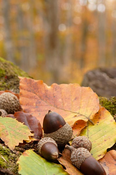 秋・ 地面に落ちたドングリ紅葉した木の葉 森のなか 画像8 無料写真素材 フリー