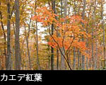 落葉広葉樹林の紅葉とカエデ紅葉、無料写真素材