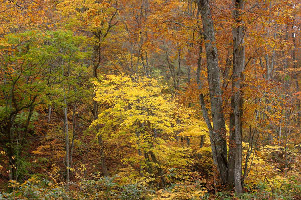 秋 イタヤカエデの黄葉 画像1 山地 森林 無料写真素材 