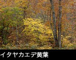 イタヤカエデ紅葉 黄葉 無料写真素材