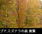 ブナの木、ミズナラ の木 黄葉、無料写真素材
