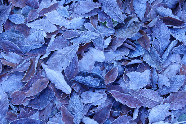 初冬 霜が落ちたミズナラの落ち葉 画像 無料写真素材 フリー写真素材