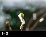 無料写真素材 ストックフォト 冬の森林 冬芽