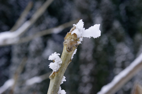 オニグルミ冬芽　雪をかぶった　ヒツジの顔　 フリー写真素材　画像3