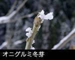 無料 ストックフォト 冬の森林 オニグルミ冬芽 写真