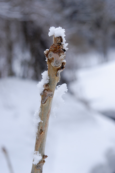 オニグルミ冬芽 雪をかぶった 猿の顔 縦 フリー写真素材 画像5