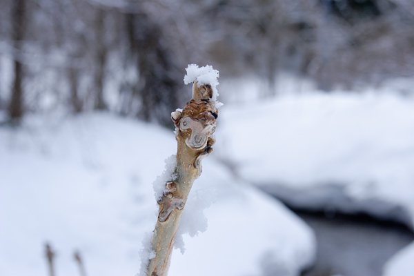 オニグルミ冬芽 山地 冬景色 雪をかぶった猿の顔 無料写真素材 フリー 画像6