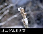 冬の森林 樹木冬芽 オニグルミ フリー写真素材リー写真素材