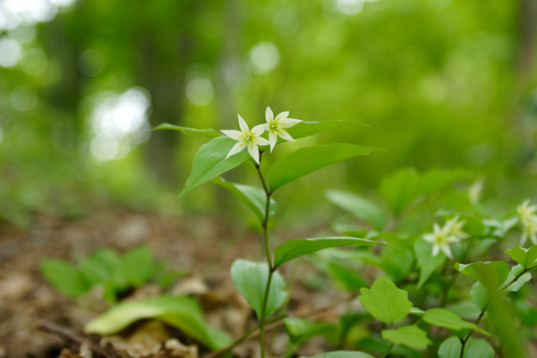 チゴユリ 森林 山野草 4月5月6月ユリ似た小さい白い花 画像1 無料写真素材 花ざかりの森