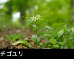 初夏の山野草「チゴユリ」画像 写真 フリー素材