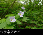 夏の山野草シラネアオイの花