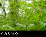 初夏の山野草「イカリソウ」画像 写真 フリー素材