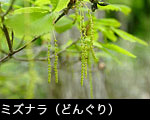 どんぐりの木(ミズナラ)花、無料写真素材フリー