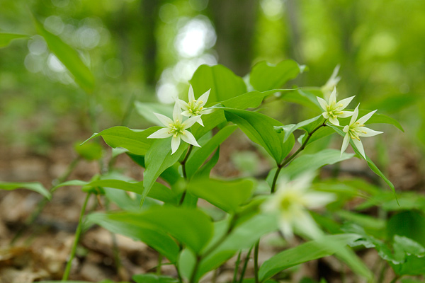 チゴユリ 森林 山野 山地 5月6月に咲く白い花 無料写真素材　画像3