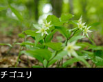 チゴユリ 森林 山野 山地 5月6月に咲く白い花 無料写真素材