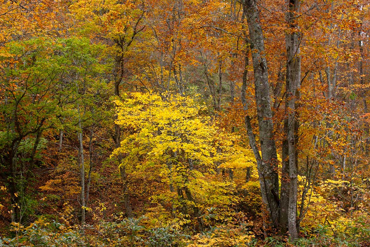 b35-6423　 紅葉 黄葉の森 イタヤカエデの黄葉1