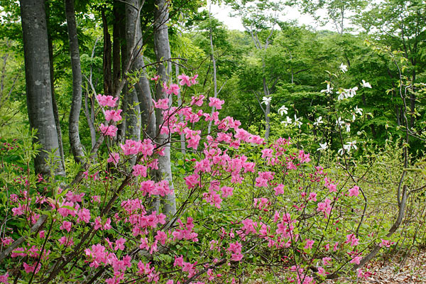 ムラサキヤシオツツジ 山地 低木 5月6月 ピンクの花 ツツジ フリー写真素材 画像1 花ざかりの森