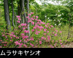 山野に咲く花、ムラサキヤシオツツジ フリー写真素材