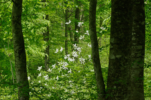 森に咲く白い花 コブシ 画像 花期3月4月5月 無料写真素材 フリー
