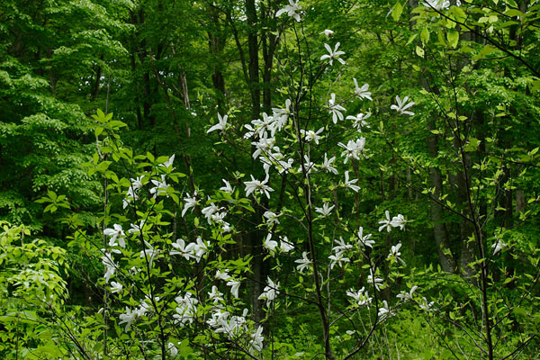 新緑の森林で白い花をつけるコブシの花 フリー写真素材 無料 画像3