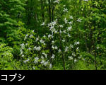 コブシの花 画像 フリー写真素材