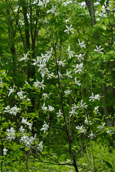 コブシの木 　森の白い花　無料写真素材　 画像4