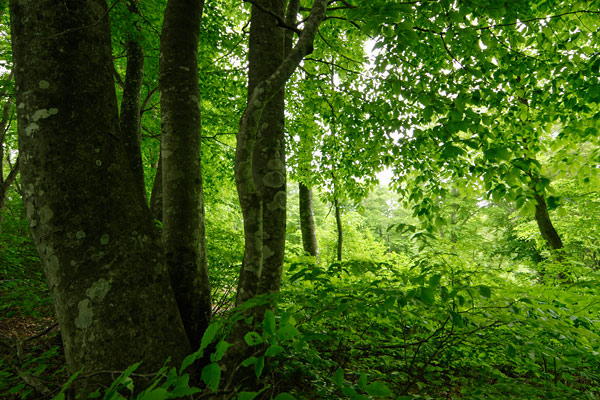 森の色彩 ブナの幹と葉の緑 萌黄 深緑 ナチュラルグリーン 無料写真素材 