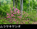 森林に咲く花、ムラサキヤシオツツジ 無料写真素材　