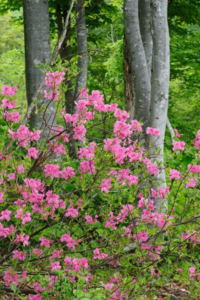 ムラサキヤシオ 無料写真素材　画像12「花ざかりの森」