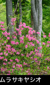 山野に咲く花、画像 写真ムラサキヤシオ 無料素材