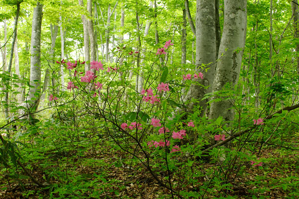 ブナの森林とムラサキヤシオツツジの赤い花 画像 フリー写真素材　画像13