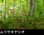 ブナの森林とムラサキヤシオ サムネール画像