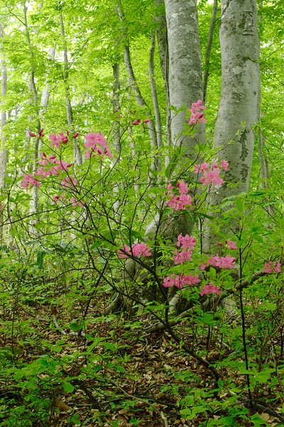 無料写真素材ブナの森林とピンクの花ムラサキヤシオツツジ　画像14