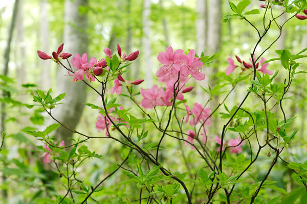 無料写真素材 薄紅色のミヤマツツジの花が咲くブナ林　画像15