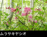 薄紅色のムラサキヤシオツツジの花が咲くブナ林 無料写真素材