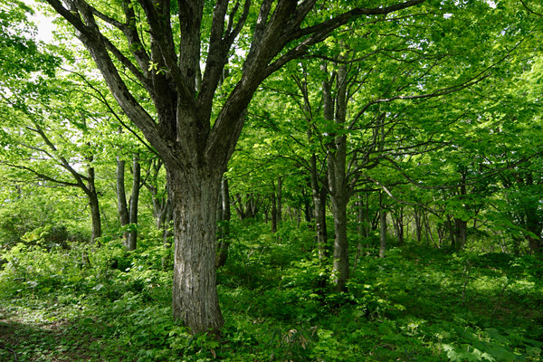 ドングリの森（ミズナラ）木漏れ日 新緑 深緑 落葉広葉樹林 画像1 無料写真素材 