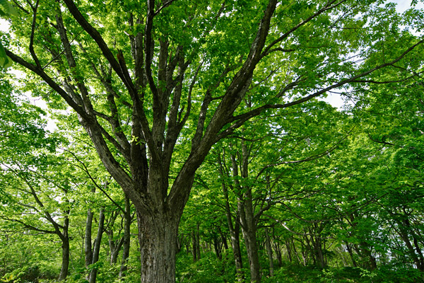 ミズナラの森林（ドングリの木）画像2 深緑 落葉広葉樹林 フリー写真素材 