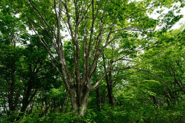 ミズナラの木（どんぐりの木）大木 落葉高木樹 画像2 フリー写真素材 