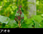 山林 森林に咲くアオキ花 無料写真素材ストックフォト