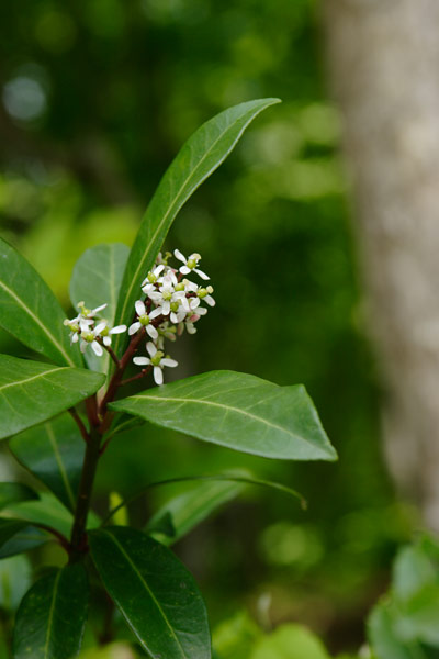 ツルシキミの花 低木 ブナの林床 初夏 花弁4枚小さな白い花 画像1無料写真素材