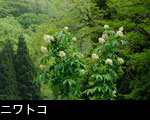 森林の樹木に咲くニワトコ花、無料写真素材、画像