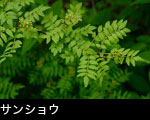 無料写真素材 ストックフォト 山菜、若葉の森 サンショウ若葉 花